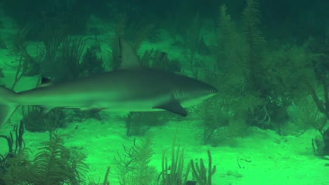 tiburón gris de arrecife