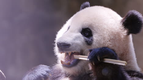 a close up of a panda eating