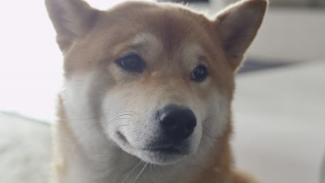 portrait of cute shiba dog in living room.