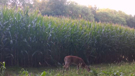 Whitetail-Jährling,-Der-Im-Frühherbst-Ruhig-Auf-Einem-Stück-Wilder-Radieschen-In-Der-Nähe-Eines-Maisfelds-Im-Oberen-Mittelwesten-Kaut