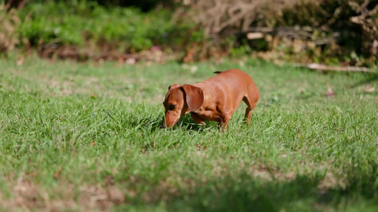 A red dachshund stands on green grass, sniffing the air with curiosity. A serene and endearing moment capturing the dachshund’s inquisitive nature.