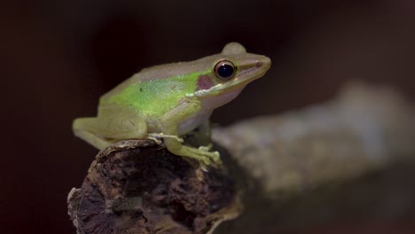 malayan white-lipped tree frog sitting on tree branch in jungle