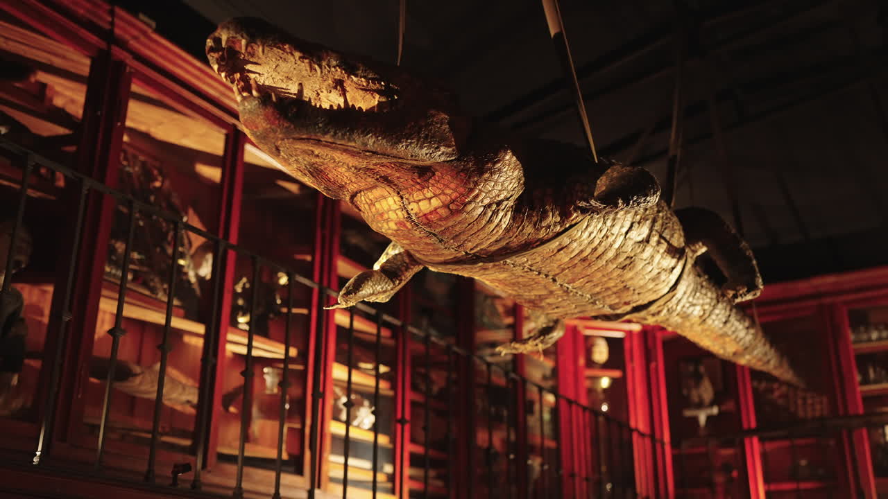 cocodrilo taxidermizado colgado en un museo