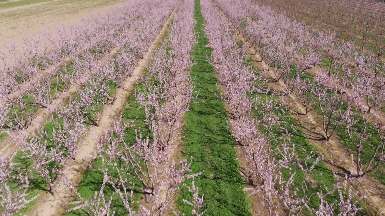 Aerial view over symmetrical pink blossom peach tree agricultural farm Pink and purple trees in bloom on spring day