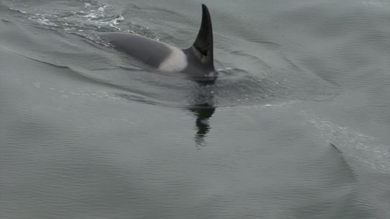 알래스카에서 음식을 찾는 범고래 또는 범고래