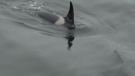 orca or killer whale in the search of food in alaska