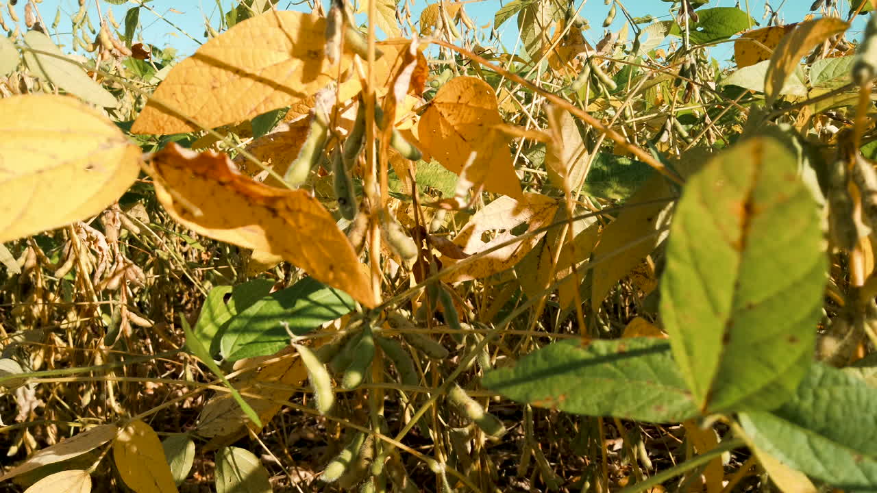 plantación de soja empezando a secarse, pronto cosecha