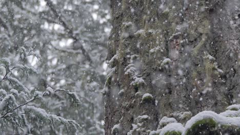 Slow-motion-shot-of-fluffy-snow-falling-with-big-mossy-trees-in-the-background