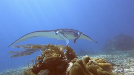 close encounter with a manta ray swimming overhead