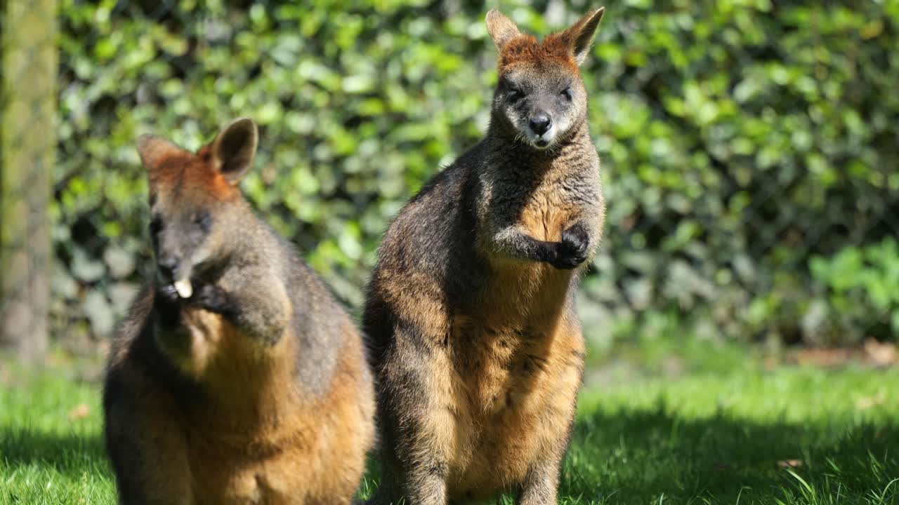 dúo de wallaby salvaje pastando masticando hojas en medio de praderas verdes: naturaleza clip de 4k