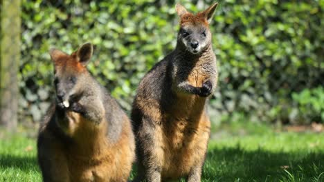 Wildes-Wallaby-Duo-Weidet-Und-Mampft-Blätter-Inmitten-Grüner-Wiesen:-Natur-4K-Clip