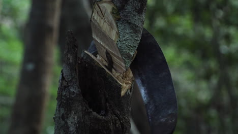 Vietnamita-Indígena-Cortando-Un-árbol-Pequeño-Con-Hoz