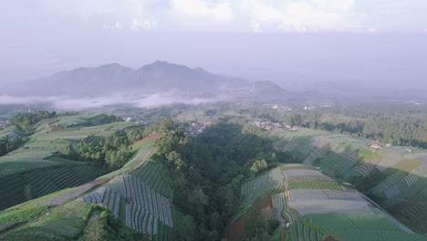 Luftflug-über-Gemüseplantagen,-Die-Während-Des-Mystischen-Nebels-Am-Himmel-Auf-Einem-Hügel-Wachsen