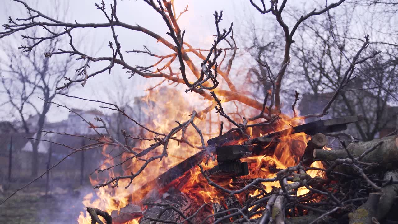 Bonfire in the backyard. Burning tree branches. Cleaning up the garden. A man throws a branch into the fire
