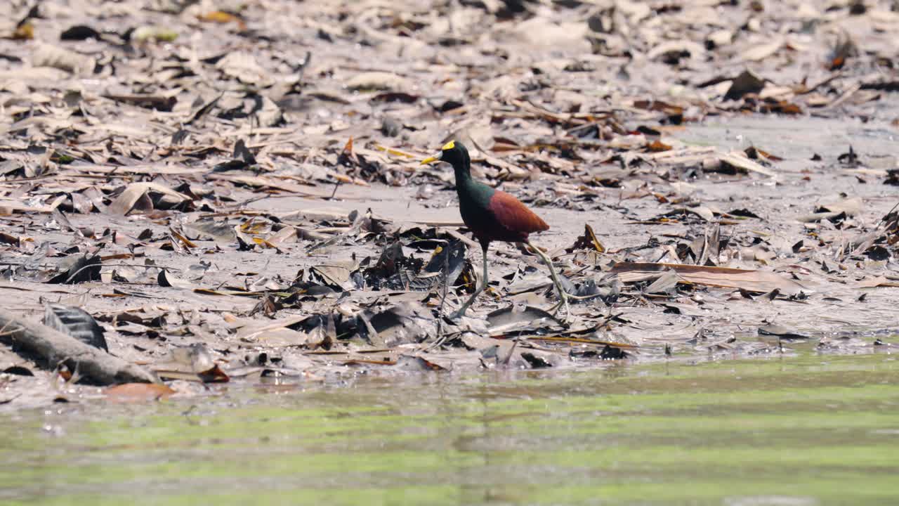 Uccello Jacana dai bargigli in cerca di cibo su una riva fangosa del fiume