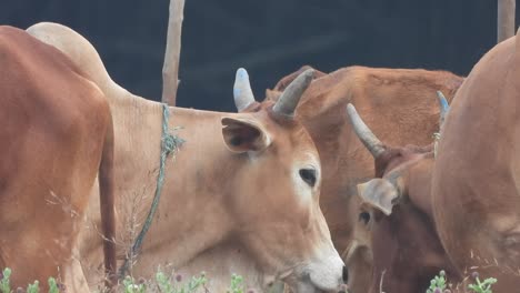 beautiful cows in field