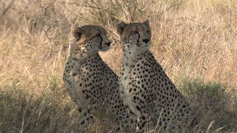 cheetah brothers sitting tall in the dry african grass on a windy day