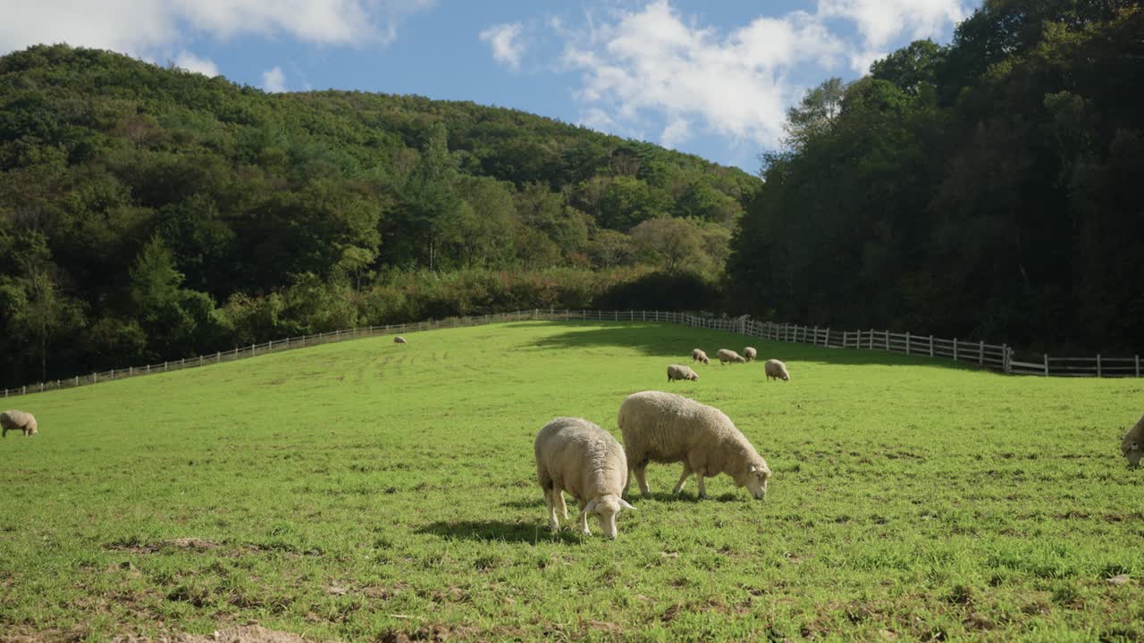 Sheep Grazing in a Lush Green Pasture