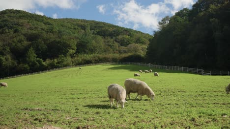 sheep grazing in a lush green pasture