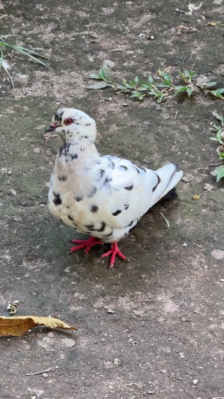 Piccione bianco maculato fermo a terra