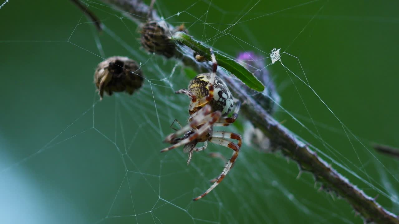 먹이에 소화 효소를 방출하고 천천히 먹는 크고 화려한 araneus diadematus 거미의 매크로 샷을 닫습니다