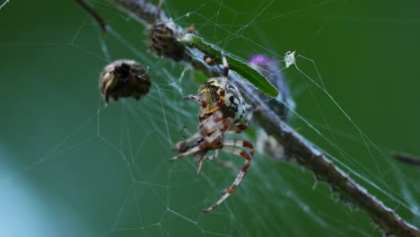 Close-up-macro-shot-of-big-colorful-Araneus-diadematus-spider-emitting-digestive-enzyme-on-prey-and-slowly-eating-it