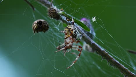 close up macro shot of big colorful araneus diadematus spider emitting digestive enzyme on prey and slowly eating it