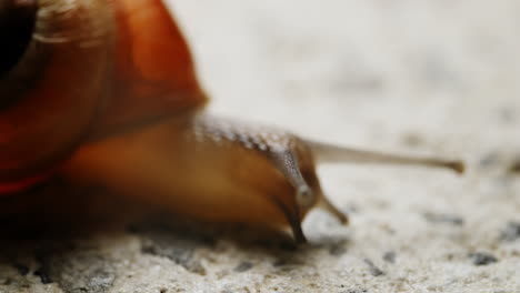 Die-Gelbe-Schnecke-Gleitet-Mühelos-Zwischen-Verschiedenen-Stellen-Hin-Und-Her-Und-Zeigt-Dabei-Eine-Ruhige-Und-Gemächliche-Bewegung,-Die-Ihr-Ruhiges-Und-Gelassenes-Wesen-Widerspiegelt