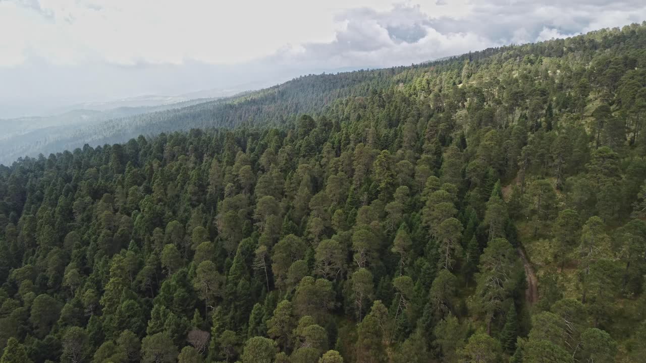 Ripresa aerea della fitta foresta di pini Tláloc in Messico
