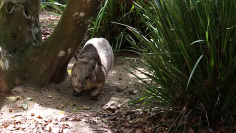 un wombat busca comida entre los árboles y el follaje.