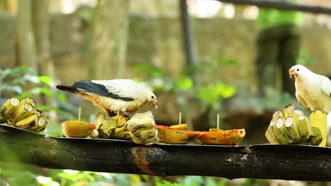 pigeons eating fruit at khao kheow zoo