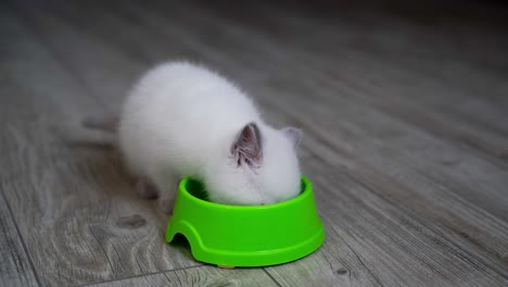 little cat eating at home. cute little kitten with bowl at home