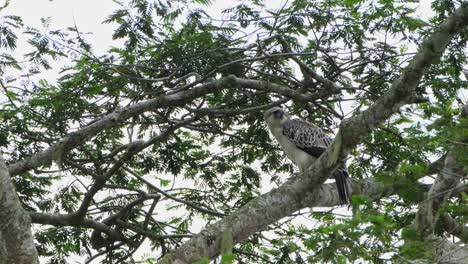Looking-above-to-the-right-over-its-shoulder-while-on-a-branch-deep-in-the-forest,-Rare-Footage,-Philippine-Eagle-Pithecophaga-jefferyi,-Philippines