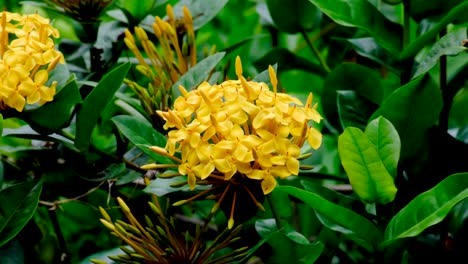 large tropical flowers with bright yellow petals, tall stamen and stigma, amongst green leaves of plants in tropical island garden