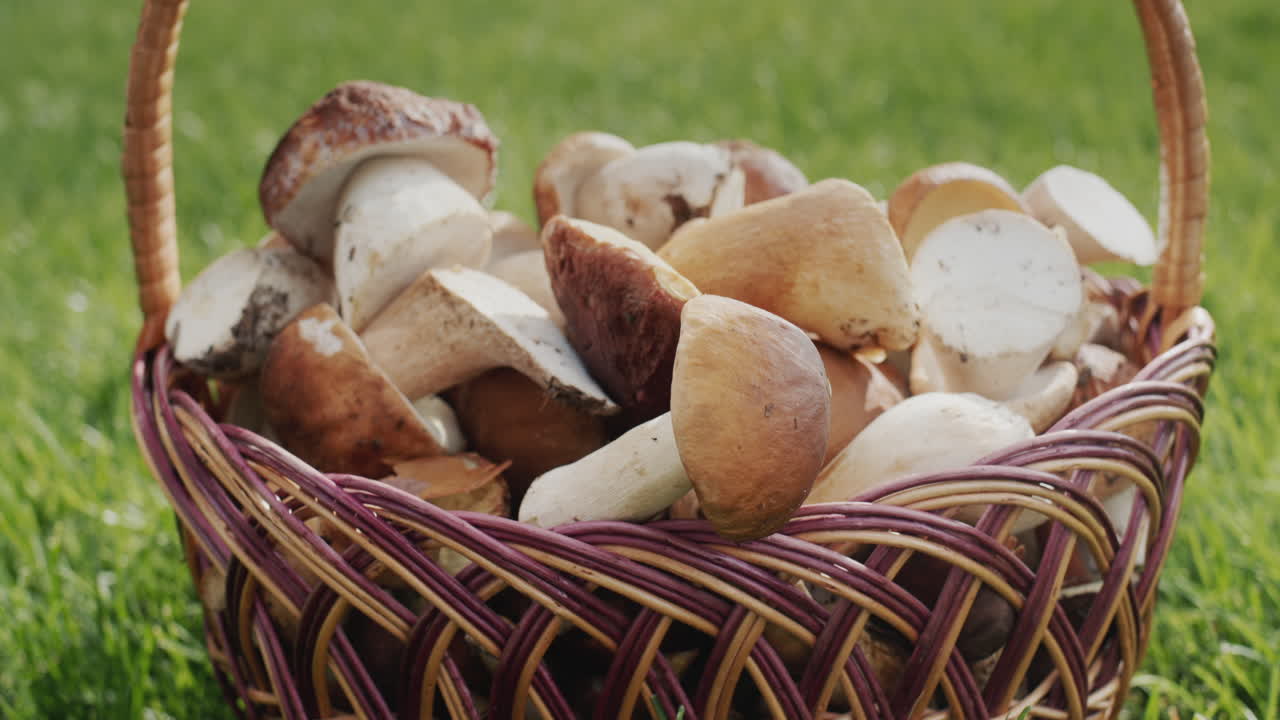 Beautiful wicker basket with wild mushrooms on green grass