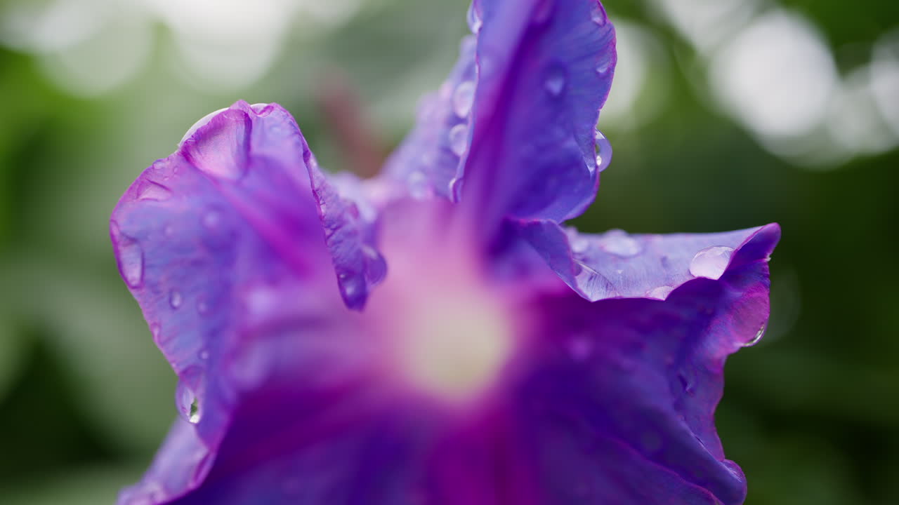 Close up of purple Ipomoea flower with water drops