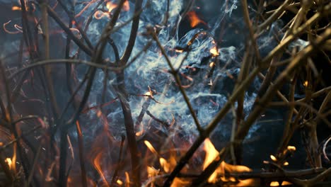 forest fire in close-up. the branches of shrubs and trees are burning and smoking. wildfires caused by arson or nature. shot on super slow motion camera 1000 fps.