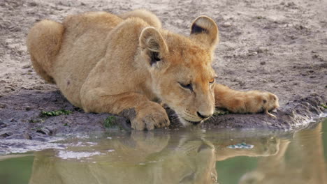 thirsty lion cub lying down drinking closeup then attacked playfully by other cub