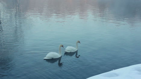 Ein-Paar-Weiße-Schwäne-Schwimmen-Auf-Dem-Wasser.-Nebel-über-Kaltem-Fluss