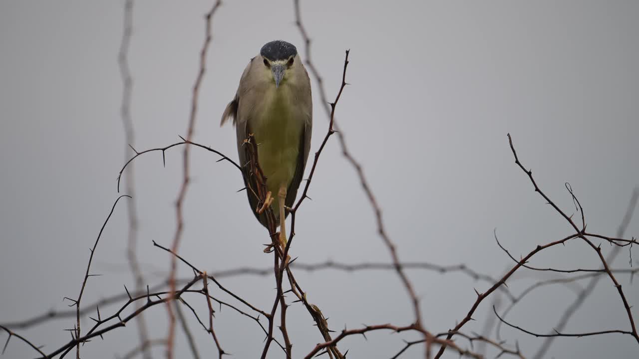 la garza de la noche coronada negra posada en el árbol bajo la lluvia