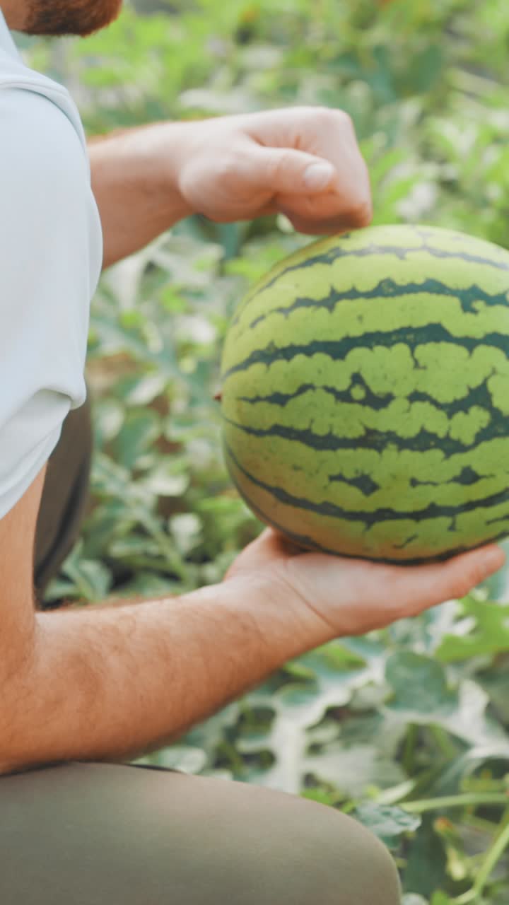 Farmer harvesting watermelon in greenhouse