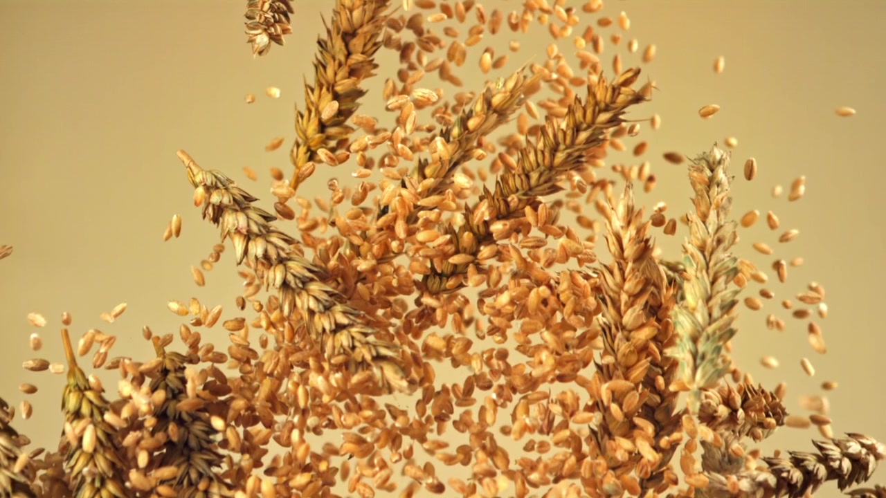 Movimento rallentato di chicchi di grano che cadono su spighe di grano