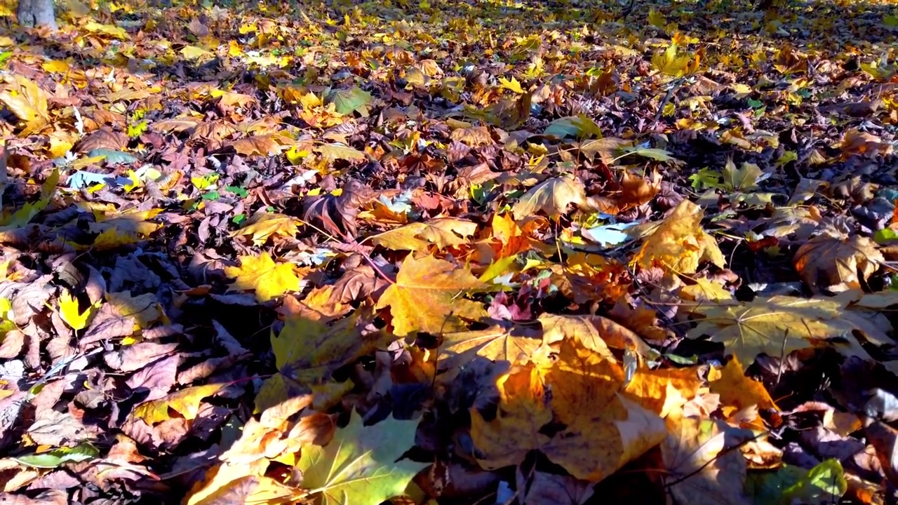 Foglie autunnali cadute nel parco