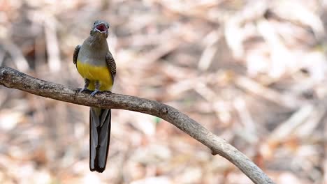 el trogón de pecho naranja es un ave confiada de tamaño mediano que se encuentra en tailandia