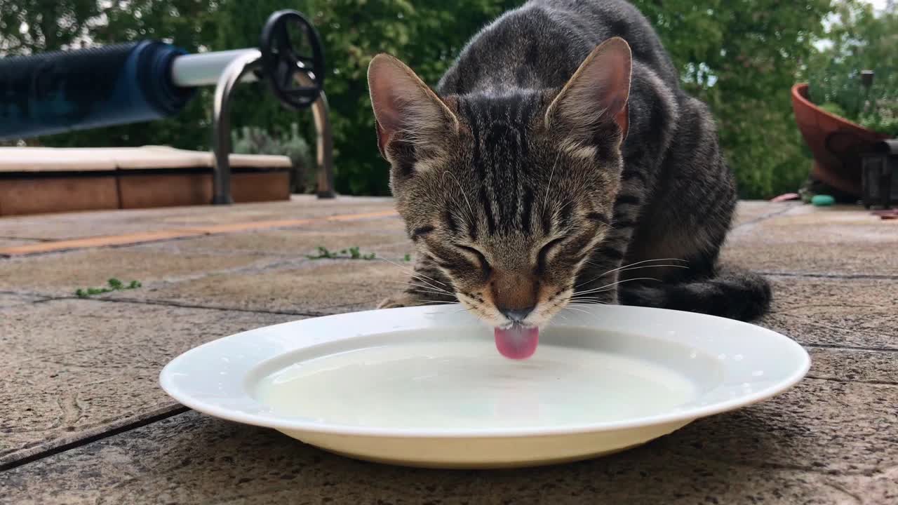 Close up front view of young domestic kitten drinking fresh served milk
