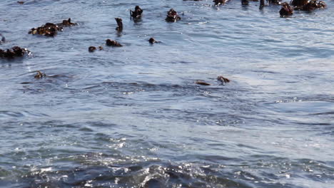 Kelp-forest-along-the-coast