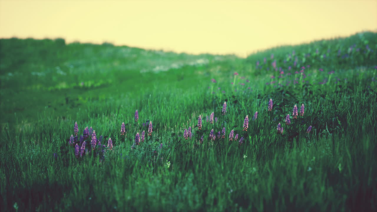 campo verde fresco y cielo azul en primavera