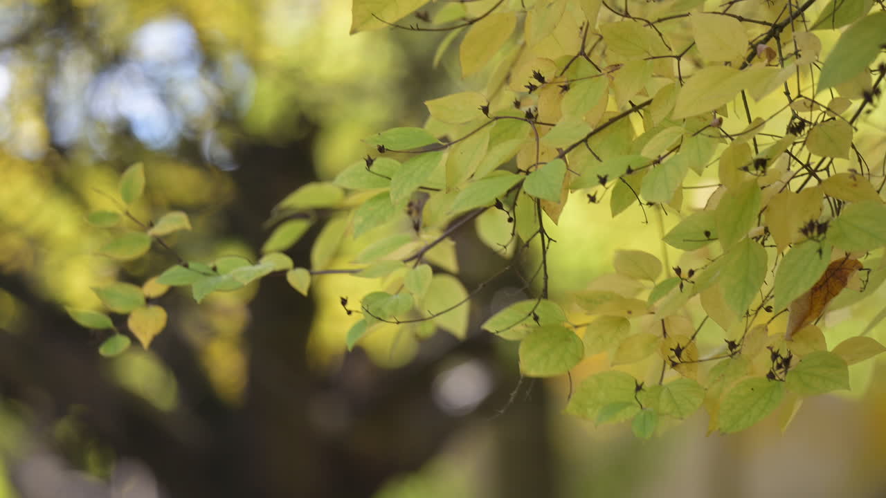 Yellow and green autumn leaves in soft sunlight