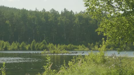 tranquil lakeside forest scene