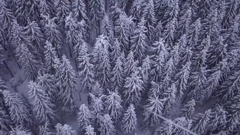 Winter-Forest